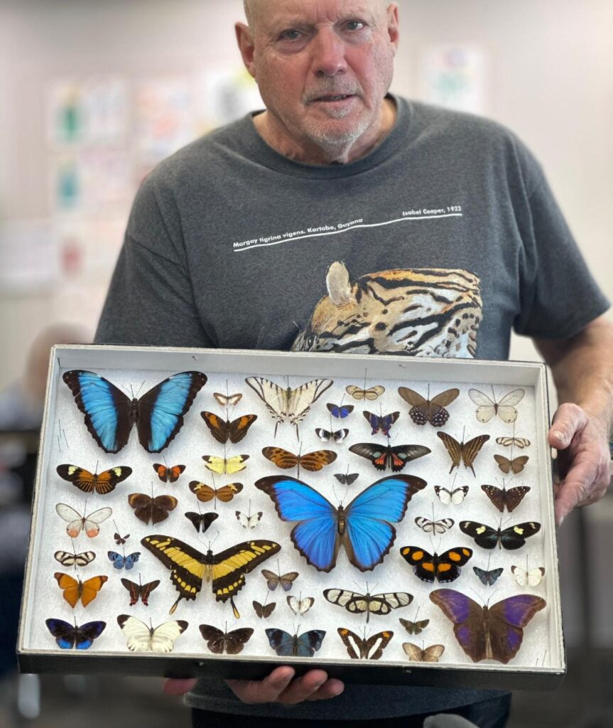 A man standing with a display of butterflies